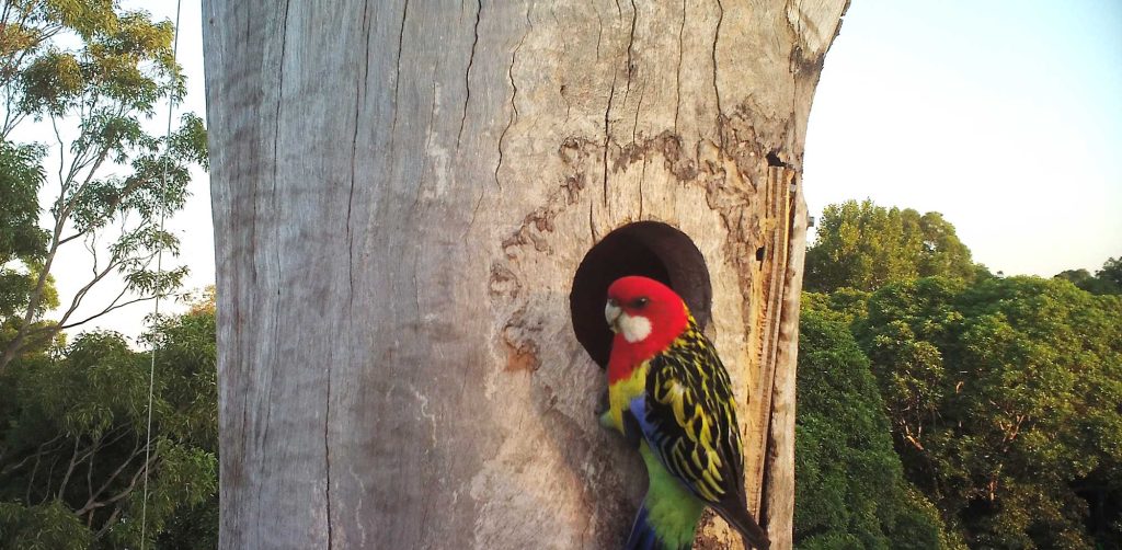 Rainbow lorikeet sitting in the Habitat Tree.